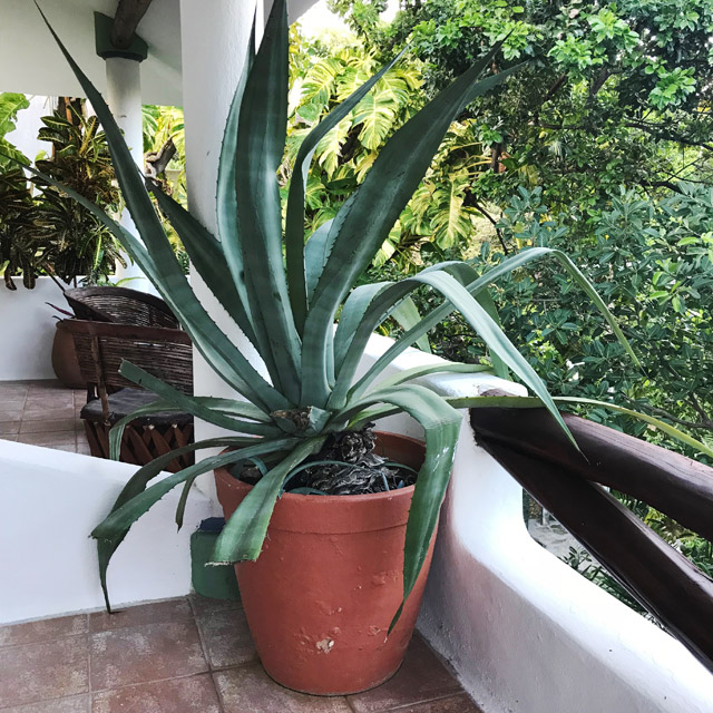Mexican Plant on Private Terrace at Playacar Vacation Villa